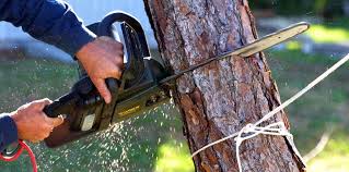 Best Lawn Maintenance Plans  in Weed, CA