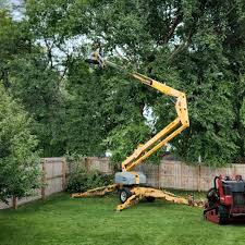 How Our Tree Care Process Works  in  Weed, CA