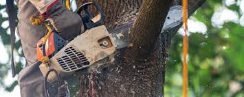Best Firewood Processing and Delivery  in Weed, CA