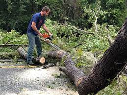 Tree and Shrub Care in Weed, CA