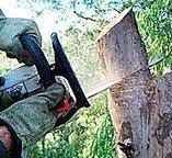  Weed, CA Tree Care Pros