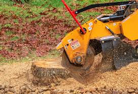 Professional Tree Care in Weed, CA