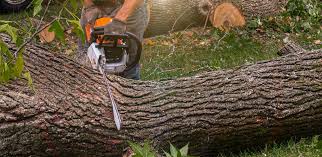 Best Tree Removal  in Weed, CA