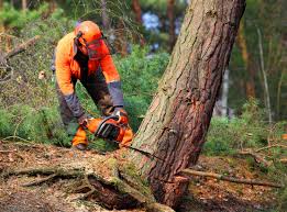 Best Storm Damage Tree Cleanup  in Weed, CA