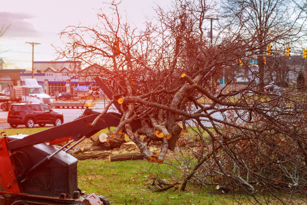 Leaf Removal in Weed, CA
