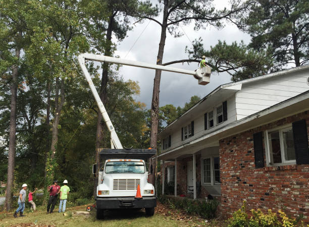 Best Emergency Tree Removal  in Weed, CA
