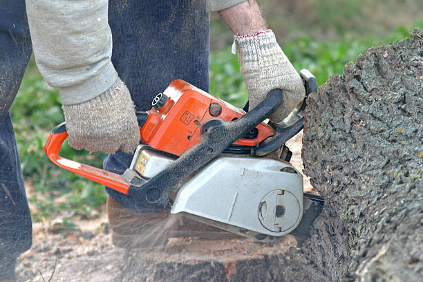 Lawn Pest Prevention in Weed, CA