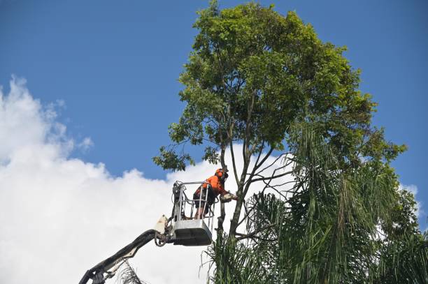 Best Tree Preservation Services  in Weed, CA