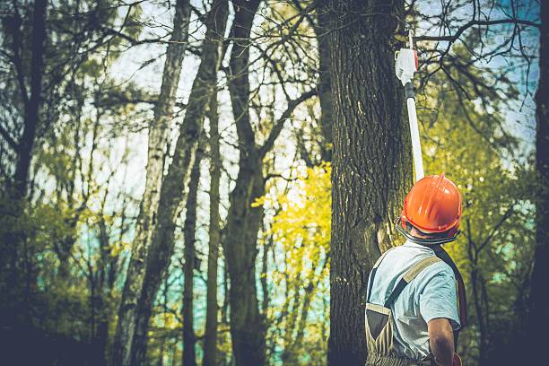 Best Tree Health Inspection  in Weed, CA