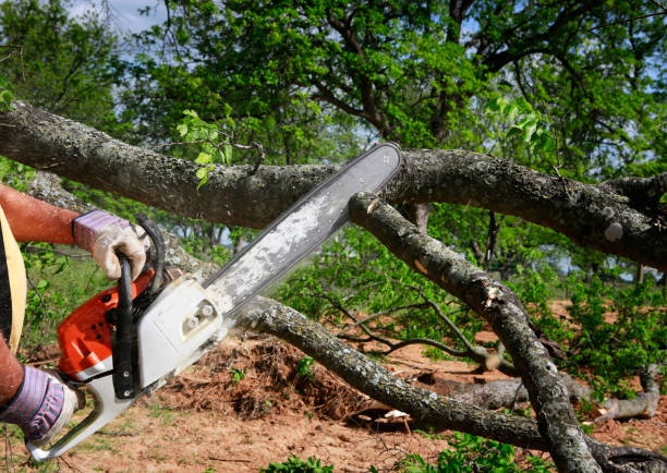 Best Fruit Tree Pruning  in Weed, CA